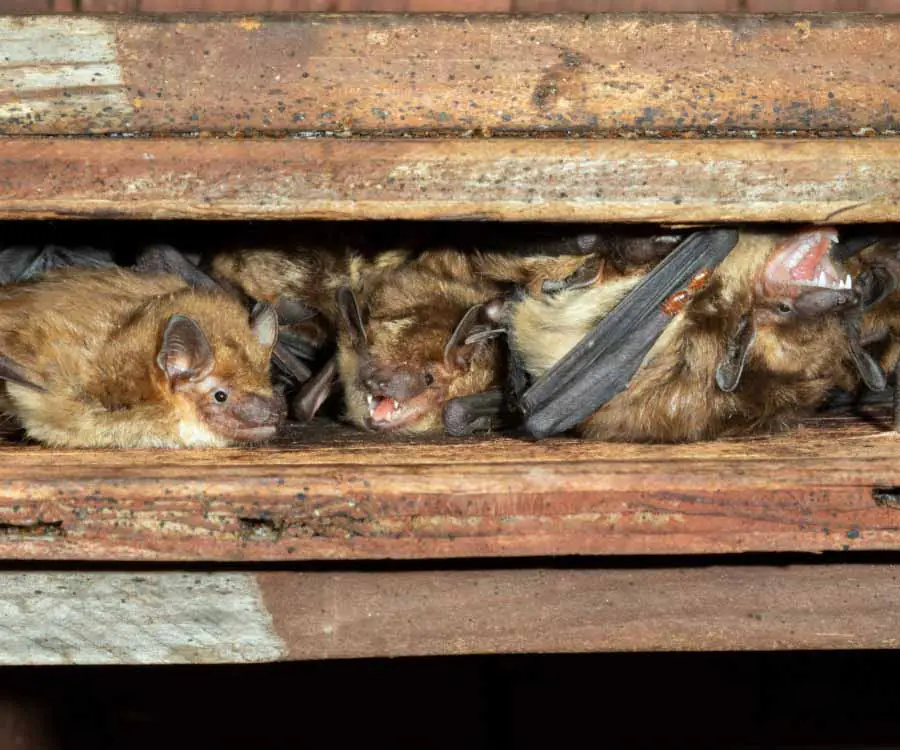 Big brown bats (Eptesicus fuscus) colony in attic.