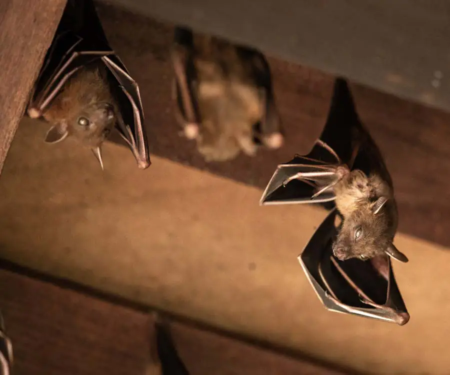 Lesser Dog-faced Fruit Bat, Cyneropterus brachyotis, hanging in home's roof.