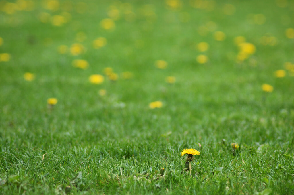 green grass with sparse yellow dandelion flowers, shallow foreground focus